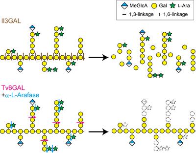 In vivo structural modification of type II arabinogalactans with fungal endo-β-1, 6-galactanase in Arabidopsis